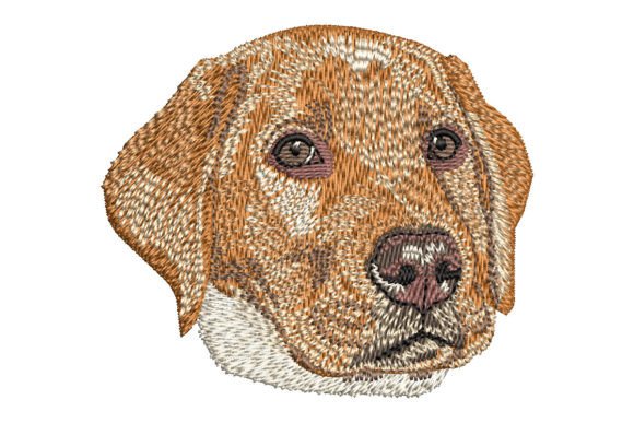 Download Red Fox Labrador Retriever Puppy - Retriever Collection
