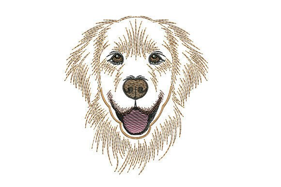 Download Golden Retriever Dog - Retriever Collection