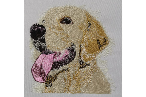 Download Golden Retriever - Retriever Collection